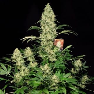 AK47 Feminised Seeds-ak47-fem-serious-seeds