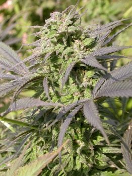 Biddy Early Feminised Seeds-biddy-early-fem-serious-seeds