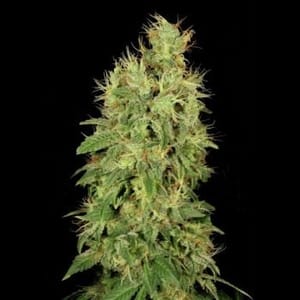 Chronic CBD Feminised Seeds-chronic-cbd-fem-serious-seeds