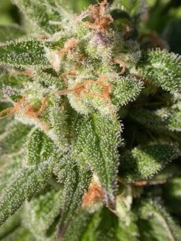 Warlock CBD Feminised Seeds-warlock-cbd-fem-serious-seeds