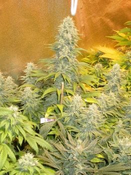 Double Dutch Feminised Seeds-double-dutch-fem-serious-seeds