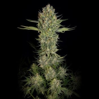 Serious Kush Feminized Seeds-serious-kush-fem-serious-seeds