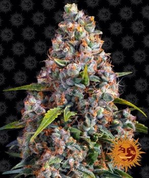 Strawberry Cheesecake Auto Feminised Seeds-BFS-STRCHC-AUTO-FEM