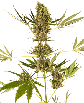 Alpine Delight CBD 30:1 Auto Feminised Seeds-SEN-ALPD-CBD-AUTO-FEM