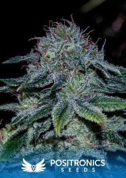 Mystic Cookie Feminised Seeds-PS-MYCEXP-FEM