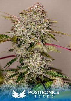Sticky Dream Feminised Seeds-PS-STDR-FEM