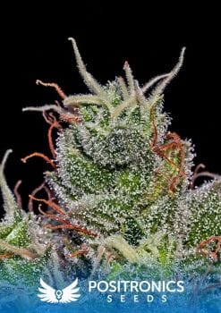 Super Cheese Express Auto Feminised Seeds-PS-SUPCHS-AUTO-FEM