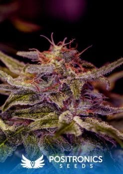 Z Valley Feminised Seeds-PS-ZV-FEM