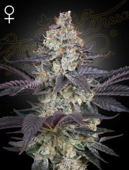 Ztrawberry Feminised Seeds-GH-ZTRBY-FEM