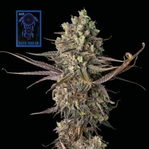 Blue Dream Fast Feminised Seeds-SMAN-BLDR-FAST-FEM