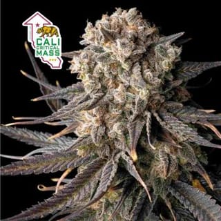 Cali Critical Mass Feminised Seeds-SMAN-CCM-FEM