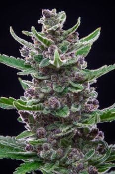 Tropicana Cookies Auto Feminised Seeds-FB-TROPCO-AUTO-FEM