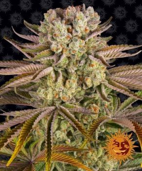 Pineapple Express Feminised Seeds-BFS-PEX-FEM