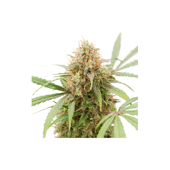 AK Triple Haze Auto Feminised Seeds-SSSC-AKTRH-AUTO-FEM