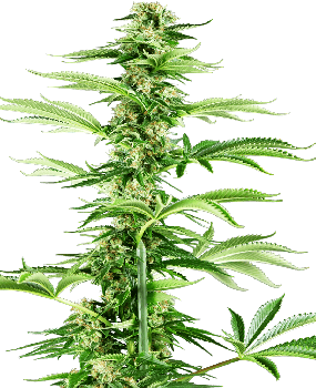 Honey Melon Haze Feminised Seeds-SEN-HMH-FEM
