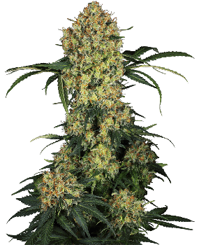 Aloha OG Feminised Seeds-SEN-ALOG-FEM