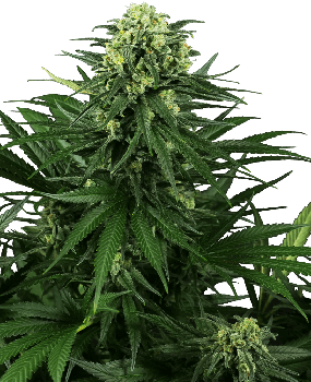 Honey Melon Kush Feminised Seeds-SEN-HMK-FEM