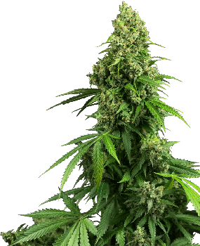 Honey Melon Kush Auto Feminised Seeds-SEN-HMK-AUTO-FEM