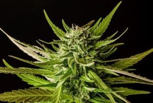 DoSiDos Feminised Seeds-KBDSD