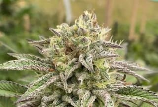 Break-Up Cake Auto Feminised Seeds-KBBUCA