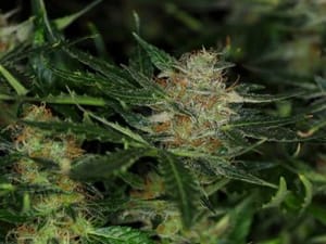 Dream Sherbet Auto Feminised Seeds-KBDRSA