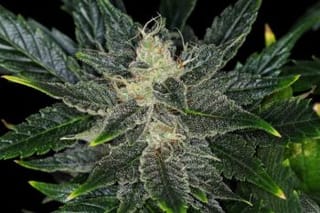 Gorilla King Auto Feminised Seeds-KBGKA