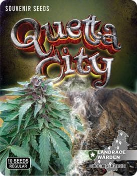 Quetta City Regular Seeds-LRW-QC-REG