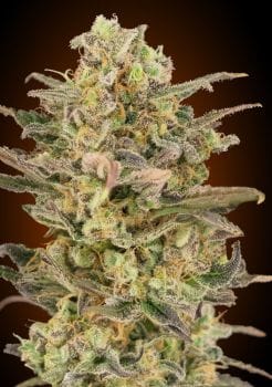Somango Glue Feminised Seeds-ADV-SOMGLU-FEM
