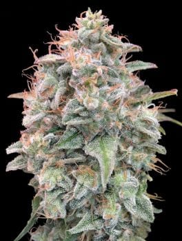 Banana Cookies Auto Feminised Seeds-ADV-BANCOOK-AUTO-FEM