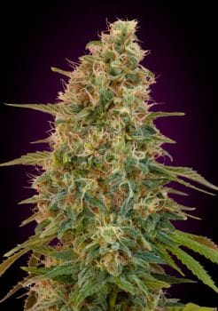 Zkittlez Auto Feminised Seeds-ADV-ZKIT-AUTO-FEM