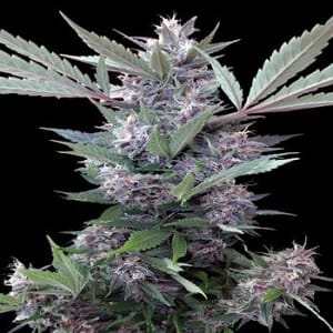 Bubba Kush x PCK Regular Seeds-ACEBKPCKREG