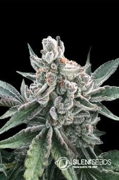 Polar Gelato Feminised Seeds-SIL-PGEL-FEM