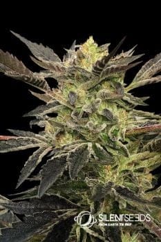 Pink Sunset Auto Feminised Seeds-SIL-PSUN-AUTO-FEM