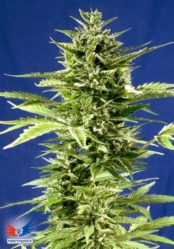 Jack Diesel Express Auto Feminised Seeds-PS-JACKD-AUTO