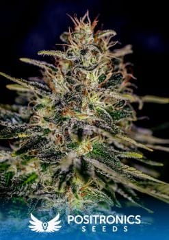 Lemon Trip Feminised Seeds-PS-LEMTR-FEM
