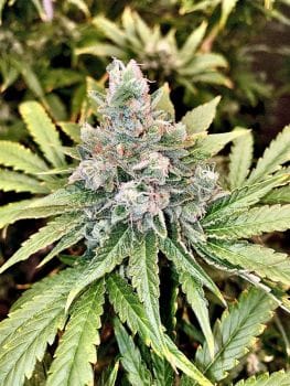 9 Alarm Regular Seeds-JNX-9AL-REG