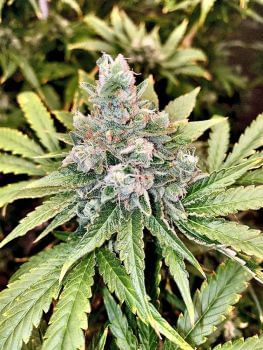 9 Alarm Regular Seeds - 6-JNX-9AL-REG-6
