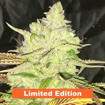 Hell on Wheels Regular Seeds-JNX-HOW-REG