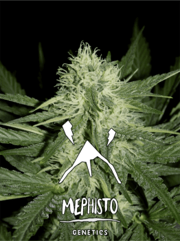 Livers Bx1 Auto Feminised Seeds-MEPH-LIVBX1-AUTO-FEM