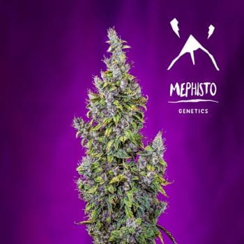 Pink Panama Auto Feminised Seeds-MEPH-PINKPAN-AUTO-FEM