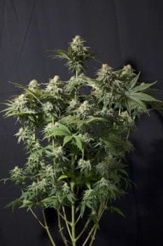 Orange Sherbet Fast Feminised Seeds-FB-ORSH-FAST-FEM