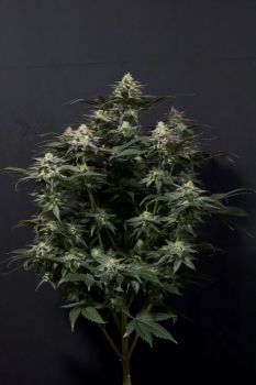 Purple Lemonade Fast Feminised Seeds-FB-PURPLEM-FAST-FEM
