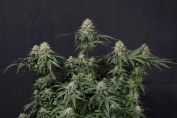 Tropicana Cookies Fast Feminised Seeds-FB-TROPCO-FAST-FEM