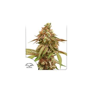 Tropical Tangie Feminised Seeds-tropical-tangie-fem-dutch-passion