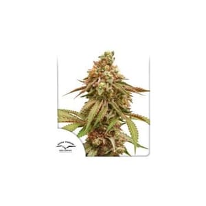 Tropical Tangie Feminised Seeds-tropical-tangie-fem-dutch-passion