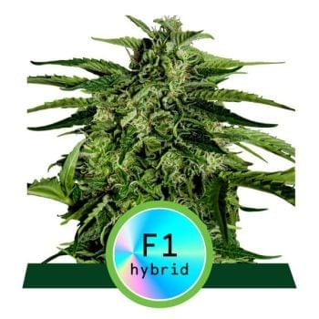 Apollo F1 Auto Feminised Seeds-RQS-APO-F1-AUTO-FEM