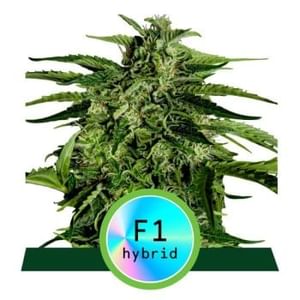 Apollo F1 Auto Feminised Seeds-RQS-APO-F1-AUTO-FEM