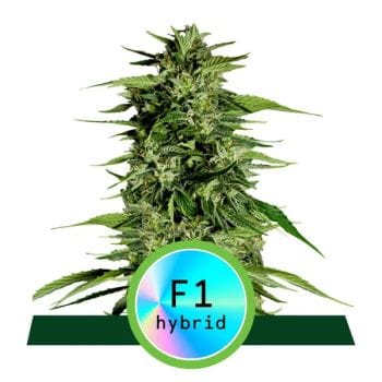 Hyperion F1 Auto Feminised Seeds-RQS-HYP-F1-AUTO-FEM