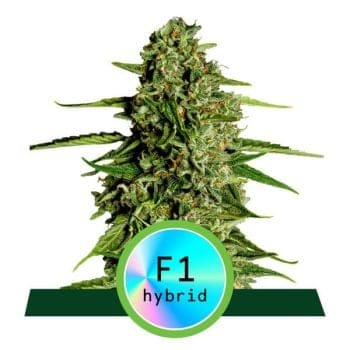 Medusa F1 Auto Feminised Seeds-RQS-MED-F1-AUTO-FEM