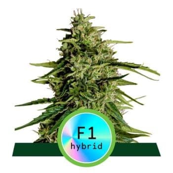 Milky Way F1 Auto Feminised Seeds-RQS-MW-F1-AUTO-FEM